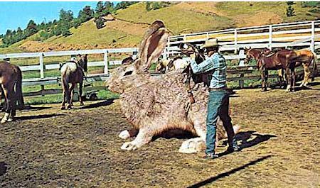 Giant Rabbit