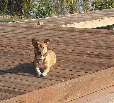 Pictures Of Cats And Dogs Photobombing Each Other Pictures Of Cats And Dogs Photobombing Each Other