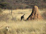 Namibian Termite Mound