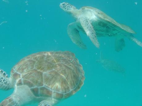 Swimming with turtles, Barbados Guest review: The House, Barbados