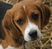 Beagle Beagle