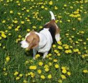 Beagle Beagle