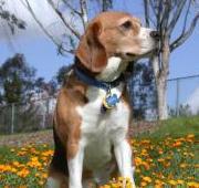 Beagle Beagle