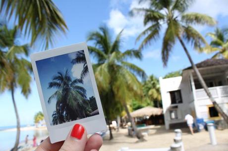 Instax Mini Palm Tree travel bug: st. lucia.