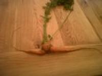 The showgirl carrot