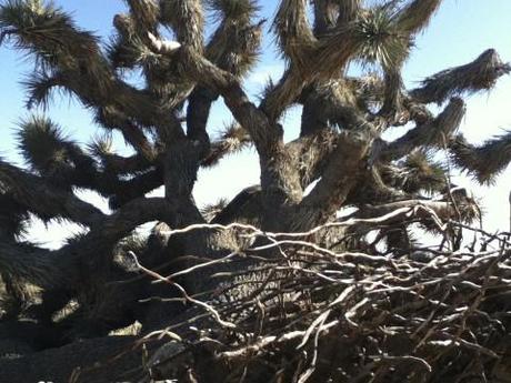 Joshua Tree - Mojave Desert in Winter 