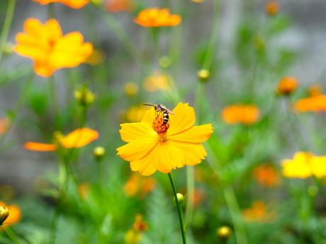 My Favorite Photos: Insect on a Flower