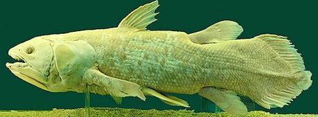 The Field Guide To Coelacanth Replicas