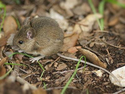 Wood-Mouse