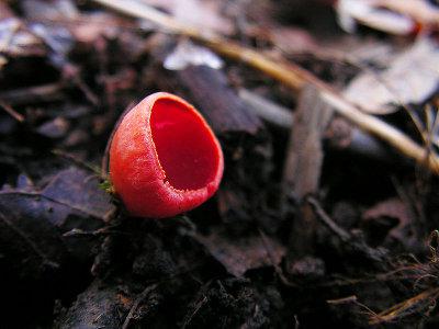 Scarlet Elf-Cup Fungus