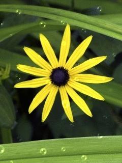 burning desire........ Sun Folwer