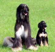 Afghan Hound Temperament