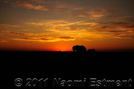 African sunset with rhino's