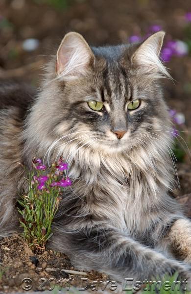 Norwegian Forest Cat (Wegie)