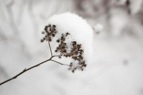 Tender White Snow