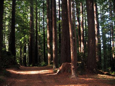 Humboldt County:  Redwoods, Seashore, and California History