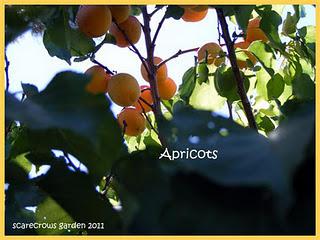 Full Moon and Apricots
