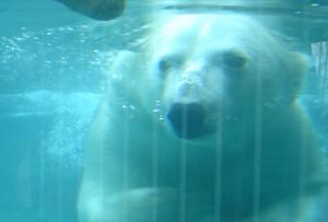 polar bear cochrane ontario 300x203 Canadian Polar Bears declared Species at Risk
