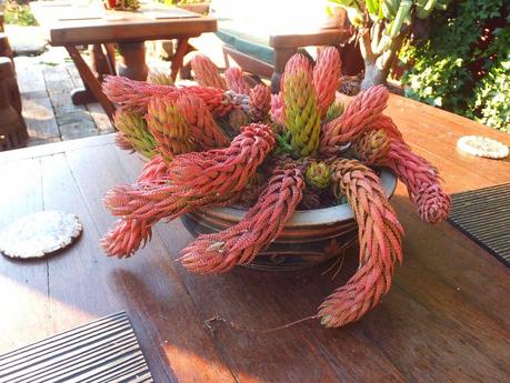 Exotic Plants and Exotic Fish Exotic Plants and Exotic Fish