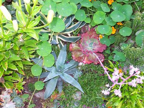 Exotic Plants and Exotic Fish Exotic Plants and Exotic Fish