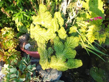 Exotic Plants and Exotic Fish Exotic Plants and Exotic Fish