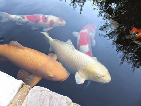 Exotic Plants and Exotic Fish Exotic Plants and Exotic Fish