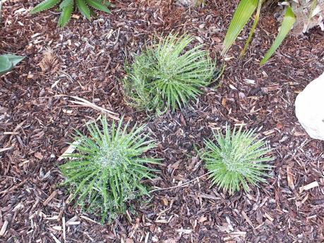 Exotic Plants and Exotic Fish Exotic Plants and Exotic Fish