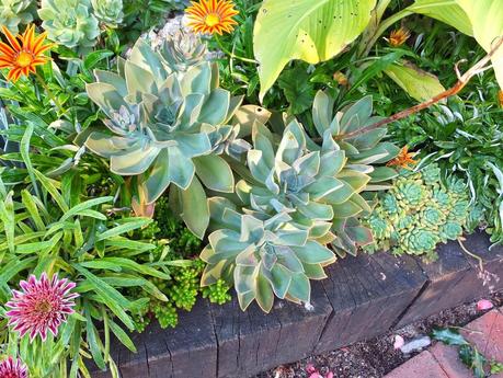 Exotic Plants and Exotic Fish Exotic Plants and Exotic Fish