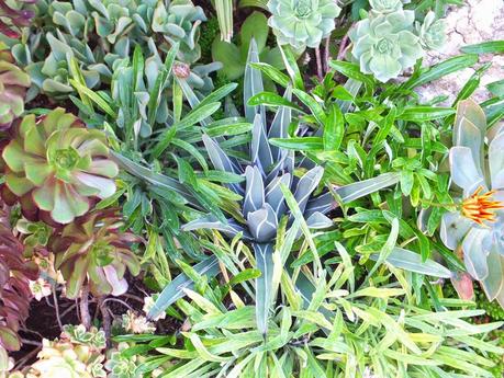 Exotic Plants and Exotic Fish Exotic Plants and Exotic Fish