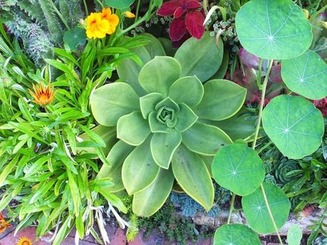 Exotic Plants and Exotic Fish Exotic Plants and Exotic Fish
