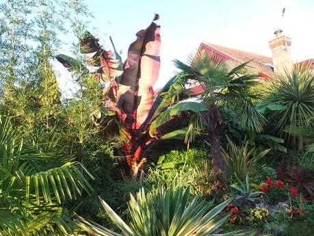 Exotic Plants and Exotic Fish Exotic Plants and Exotic Fish