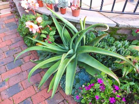 Exotic Plants and Exotic Fish Exotic Plants and Exotic Fish