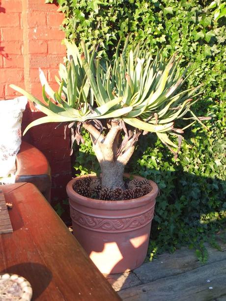 Exotic Plants and Exotic Fish Exotic Plants and Exotic Fish