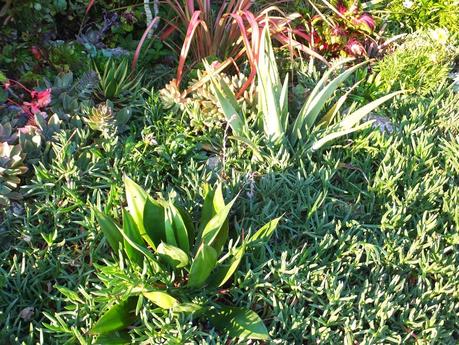 Exotic Plants and Exotic Fish Exotic Plants and Exotic Fish