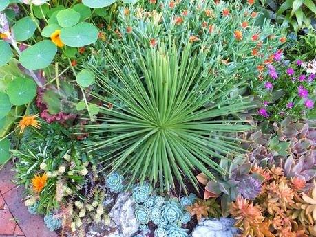 Exotic Plants and Exotic Fish Exotic Plants and Exotic Fish