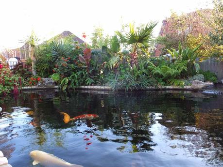 Exotic Plants and Exotic Fish Exotic Plants and Exotic Fish