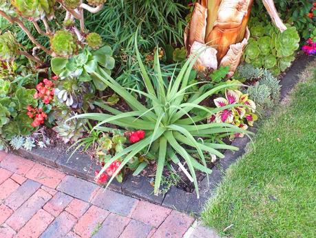Exotic Plants and Exotic Fish Exotic Plants and Exotic Fish