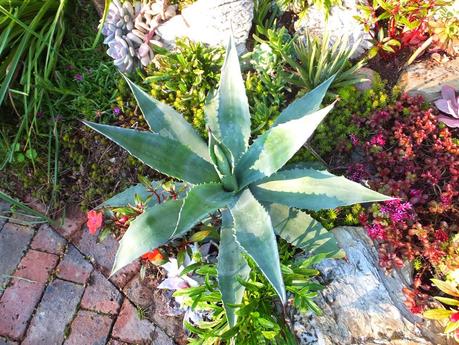 Exotic Plants and Exotic Fish Exotic Plants and Exotic Fish