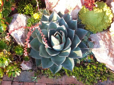 Exotic Plants and Exotic Fish Exotic Plants and Exotic Fish