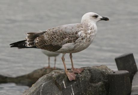 2nd winter type Yellow-legged Gull at Watermead CP South August 2014.