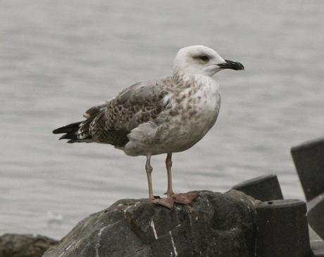 2nd winter type Yellow-legged Gull at Watermead CP South August 2014.