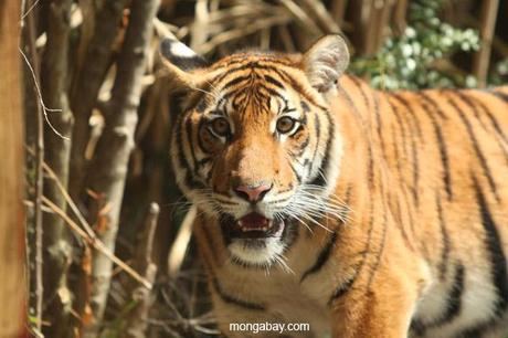 Malayan Tiger Population Plunges to Just 250-340 Individuals animals_01912