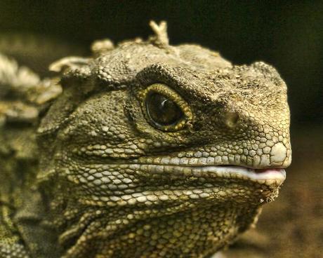 The rage against mortality: 8 animals that outlive humans The rage against mortality: 8 animals that outlive humans