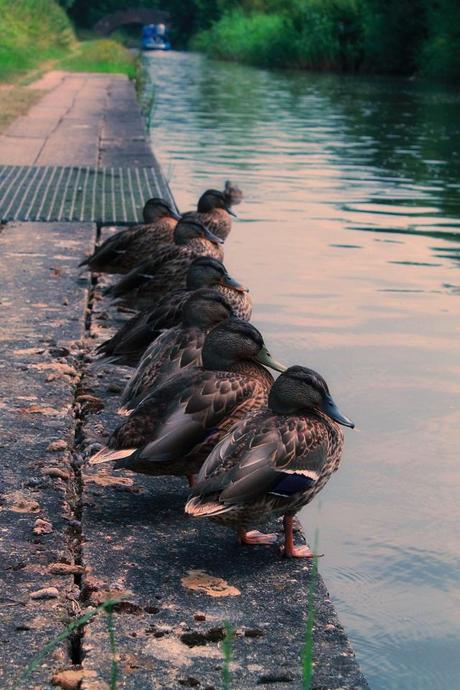 Summer Moments and Simple Pleasures Update Summer Moments and Simple Pleasures Update