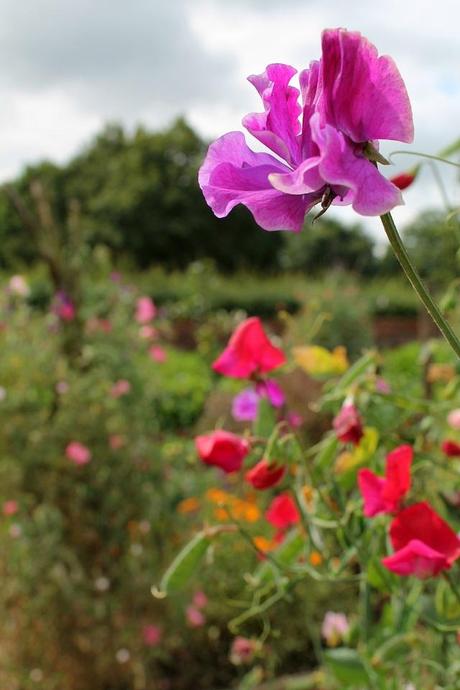 Summer Moments and Simple Pleasures Update Summer Moments and Simple Pleasures Update