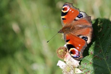 Summer Moments and Simple Pleasures Update Summer Moments and Simple Pleasures Update