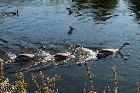 Watching the River Flow Watching the River Flow