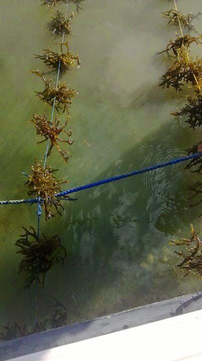 Seaweed Cultivation: Unlocking the Potential of the Oceans