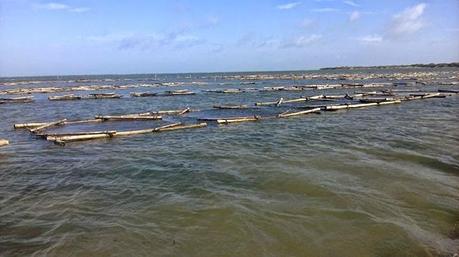 Seaweed Cultivation: Unlocking the Potential of the Oceans