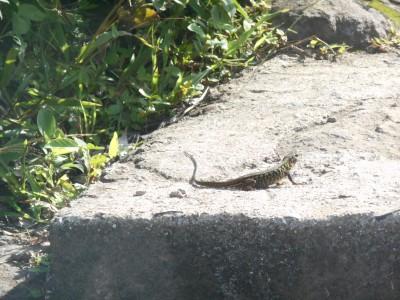 Backpacking in El Salvador: Puerta Del Diablo (Devil’s Gate) A lizard at Puerta del Diablo